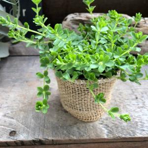 ブラヘア カルカレア Brahea calcarea 5号 : 植物・園芸専門店 花育