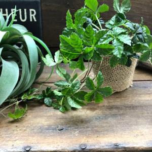 シュガーバイン 垂れ下がり 観葉植物 インテリアの詳細画像1