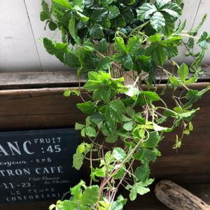 シュガーバイン 垂れ下がり 観葉植物 インテリアの詳細画像2