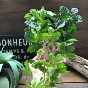 シュガーバイン 垂れ下がり 観葉植物 インテリアの詳細画像3