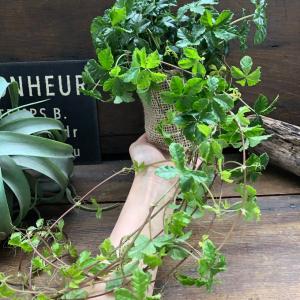 シュガーバイン 垂れ下がり 観葉植物 インテリアの詳細画像5