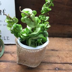 ホヤコンパクタ 多肉植物 希少 観葉植物の詳細画像2