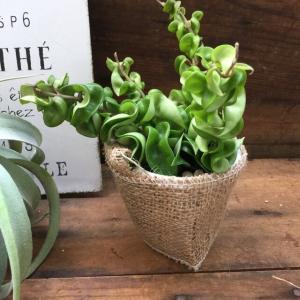 ホヤコンパクタ 多肉植物 希少 観葉植物の詳細画像4