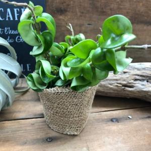 ホヤコンパクタ 多肉植物 希少 観葉植物の詳細画像5