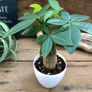 パキラ インテリア 観葉植物 ガーデニングの詳細画像1