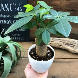 パキラ インテリア 観葉植物 ガーデニングの詳細画像2