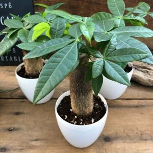 パキラ インテリア 観葉植物 ガーデニングの詳細画像4