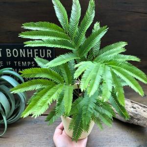 エバーフレッシュ 空気清浄の木 夜眠る 観葉植...の詳細画像1