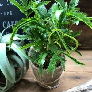 エバーフレッシュ 空気清浄の木 夜眠る 観葉植...の詳細画像2