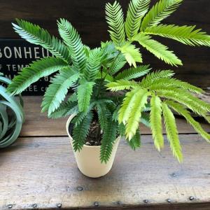 エバーフレッシュ 空気清浄の木 夜眠る 観葉植...の詳細画像4