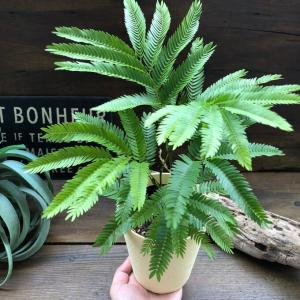 エバーフレッシュ 空気清浄の木 夜眠る 観葉植...の詳細画像5