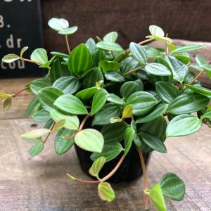 アングラータ ペペロミア 観葉植物 インテリアの詳細画像1
