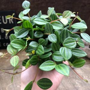 アングラータ ペペロミア 観葉植物 インテリアの詳細画像2