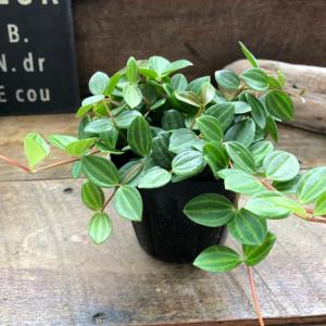 アングラータ ペペロミア 観葉植物 インテリアの詳細画像3