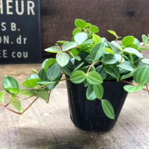 アングラータ ペペロミア 観葉植物 インテリアの詳細画像4