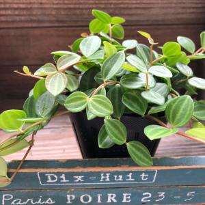アングラータ ペペロミア 観葉植物 インテリアの詳細画像5