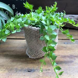 観葉植物 ハート型 観葉植物 の商品一覧 花 ガーデニング 通販 Yahoo ショッピング