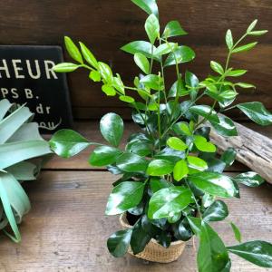 極矮性】 シルクジャスミン（ゲッキツ） 4寸鉢植え : 日本花卉ガーデン