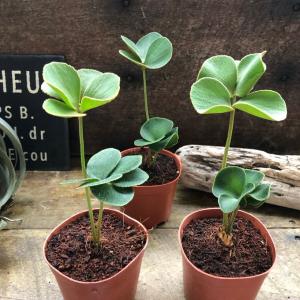 メキシコソテツ ザミア・プミラ 7号鉢 観葉植物 鉢植え インテリア