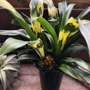 オモト／万年青 “宝船宗石” 5.5号鉢植え 縁起の良い厄除けの植物