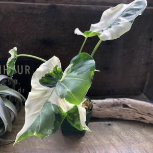 斑入りクワズイモ 希少 観葉植物 インテリア