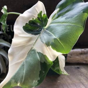 斑入りクワズイモ 希少 観葉植物 インテリアの詳細画像1