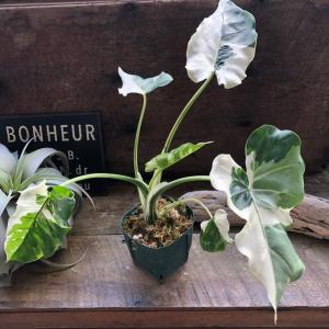 斑入りクワズイモ 希少 観葉植物 インテリアの詳細画像2