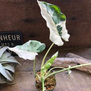 斑入りクワズイモ 希少 観葉植物 インテリアの詳細画像3