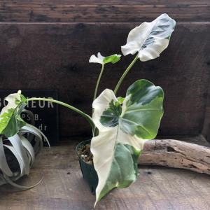 斑入りクワズイモ 希少 観葉植物 インテリアの詳細画像5