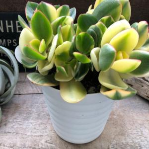 おしゃれ 観葉植物：金のなる木 花月 キラメキ*5号 プラポット : 遊恵