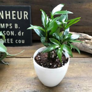 ナギ 新白鉢 縁起物 良縁 観葉植物の詳細画像2