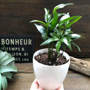 ナギ 新白鉢 縁起物 良縁 観葉植物の詳細画像3