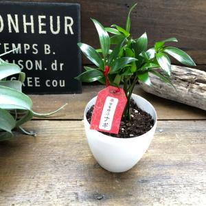 ナギ 新白鉢 縁起物 良縁 観葉植物の詳細画像4