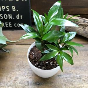 ナギ 新白鉢 縁起物 良縁 観葉植物の詳細画像5