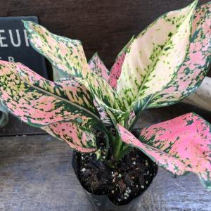観葉植物 アグラオネマ ライトオブダイヤモンド 4号鉢植え : 園芸