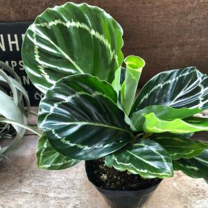 観葉植物：ビカクシダ コウモリラン ネザーランド*7号 吊り鉢 : 遊恵