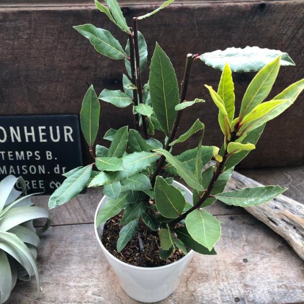 月桂樹 鉢植え ローリエ ハーブ ガーデニング