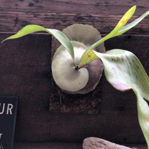 現品】サボテン エキノプシス・ハイブリッド 15号（1） : 花のアリマツ