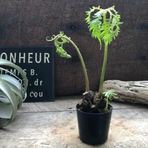 おしゃれ 観葉植物 エアープランツ：チランジア イオナンタ ドルイド