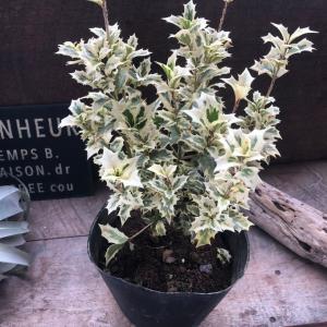 おしゃれ 観葉植物：斑入り ハスノハギリ ラブリーハート*鉢植え 受皿