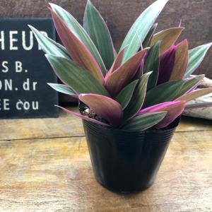 ムラサキノオモト オーロラ 斑入り 暑さに強い...の詳細画像5