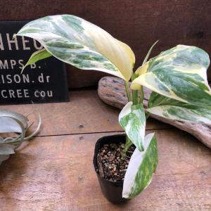 モンステラ 『レクレリアナ バリエガータ』 斑...の詳細画像1