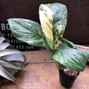 モンステラ 『レクレリアナ バリエガータ』 斑...の詳細画像2