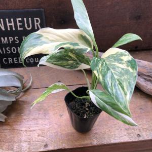 モンステラ 『レクレリアナ バリエガータ』 斑...の詳細画像3