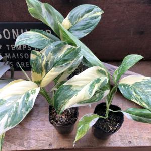 モンステラ 『レクレリアナ バリエガータ』 斑...の詳細画像4