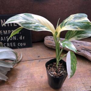 モンステラ 『レクレリアナ バリエガータ』 斑...の詳細画像5