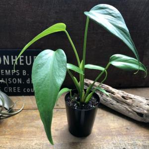 希少 斑入りドラセナ トルネード（5号鉢） 観葉植物 : パリジェンヌ