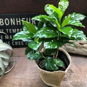 コーヒーの木 艶やか葉っぱ 観葉植物 インテリアの詳細画像1