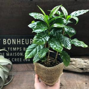 コーヒーの木 艶やか葉っぱ 観葉植物 インテリアの詳細画像2
