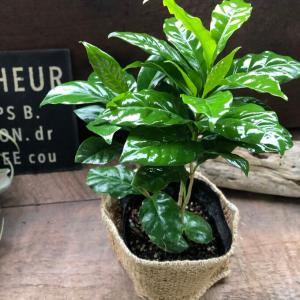 コーヒーの木 艶やか葉っぱ 観葉植物 インテリアの詳細画像4